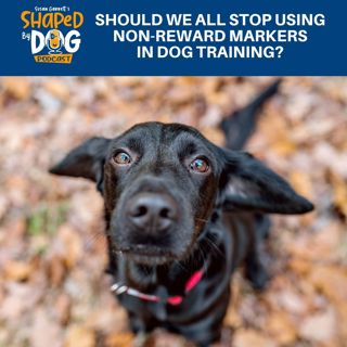 Should We All Stop Using Non-Reward Markers In Dog Training? #251