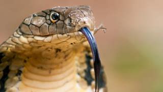 The King, The Cobra
