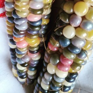 Audio Article: Indigenous Corn Cultivars
