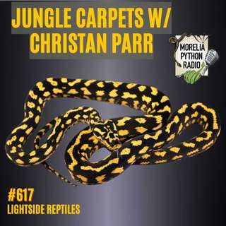 Jungle Carpet Pythons w/Christan Parr of Light Side Reptiles