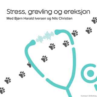 Stress, grevling og ereksjon