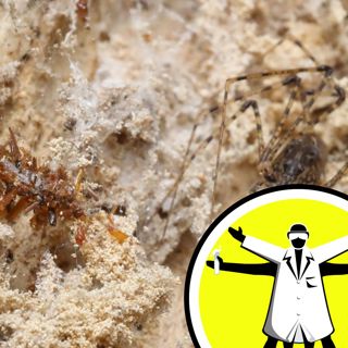 Malaria fight in jeopardy, and bone collecting caterpillars