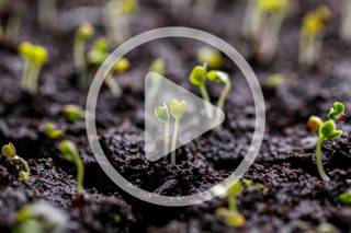 Seed-Starting Tips with Indy Officinalis