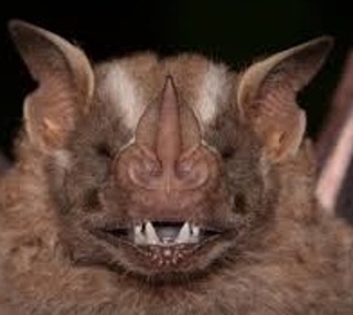 Podcast # 489: Bats & Rabies