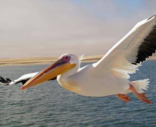 Pelicans: Remarkable Birds With Giant Beaks (Classic)