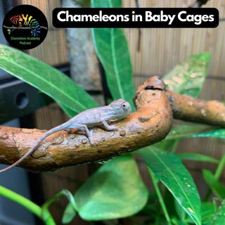 Chameleons in Baby Cages
