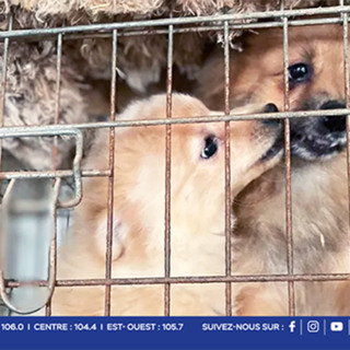 Pailles : 14 chiens saisis dans une affaire de maltraitance et d’élevage illégal