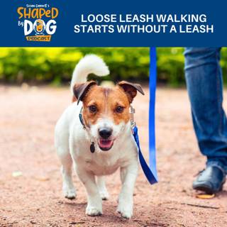 Loose Leash Walking Starts Without A Leash #322