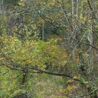 Humm or Ohm in the Forest: Connect to Nature Like Never Before