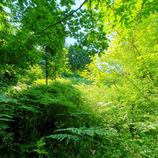 Early Summer Forest Edge – Birdsong and Countryside Soundscape