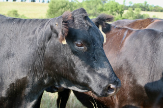 Audio Article: Build a Better Herd