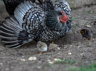 Audio Article: Chick and Duckling Imprinting