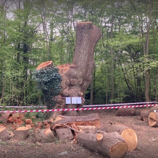 Who felled Enfield’s ancient oak?