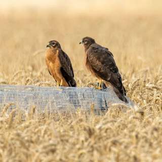 East Coast Embraces Zero-Emission Trains, Record Remortgaging Surge in June, Montagu's Harriers Successfully Breed in UK, Southport Holds Nationwide Vigil, and more...