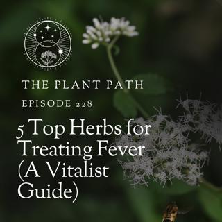 5 Top Herbs for Treating Fever (A Vitalist Guide)