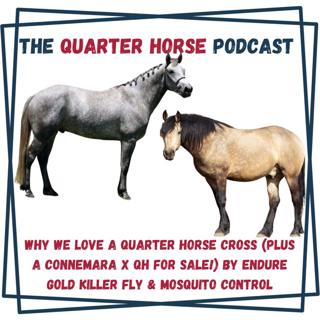 Why We Love a Quarter Horse Cross (Plus a Connemara x QH for Sale!) by Endure Gold Killer Fly & Mosquito Control