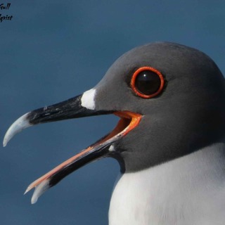 The World's Only Nocturnal Gull