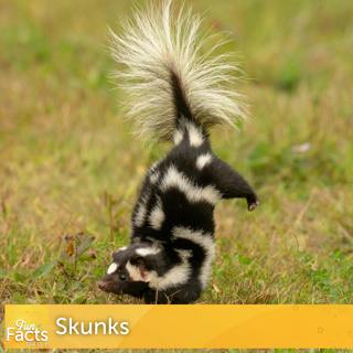 Fun Facts About Skunks