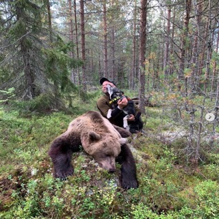 Bjørn og Elgjakt med Mats Norgberg - Näsjämten´s kennel