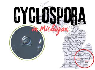 Michigan reports rapid rise in Cyclospora