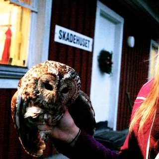 Josefina räddar fåglar från att dö: ”Vårt fel att de skadas"