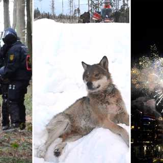 Klotets årskrönika: Vargskogen, regnskogen och skogen där det brann