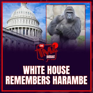 White House Honors Harambe on 10th Anniversary of Gorilla’s Death