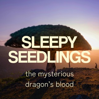 The Mysterious Dragon's Blood