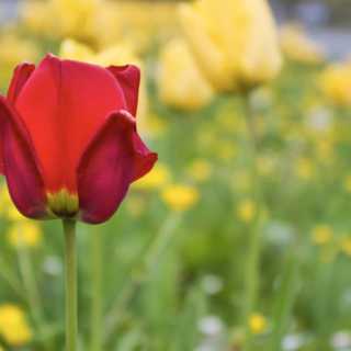 Minoriteten i majoritetsstyret