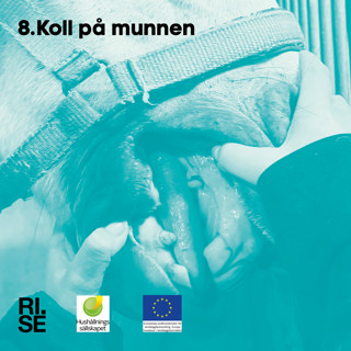 Koll på munnen