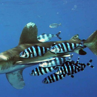 Facts: A Shark's Best Friend (The Pilot Fish)