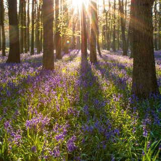 Spring is coming a week earlier to European forests