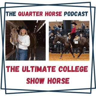 The Ultimate College Show Horse
