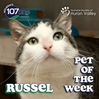 HSHV Pet of the Week 8/13/26