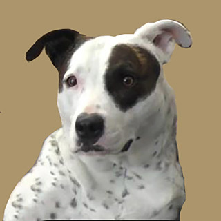 Petey's Prognostications