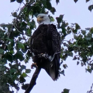 BYU-Idaho Wildlife Society helps BLM research bald eagles