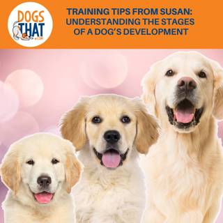 Training Tips From Susan: Understanding The Stages Of A Dog’s Development