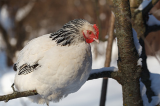 Ep. 158 How to Keep Chickens Warm in Winter