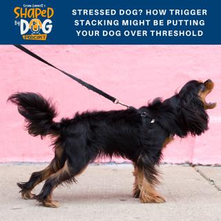 Stressed Dog? How Trigger Stacking Might Be Putting Your Dog Over Threshold #112