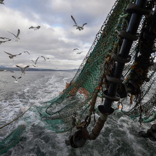 Why is David Attenborough warning us about ocean trawling?