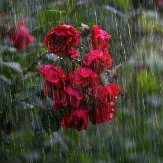 😴🌧️🎵 FALL ASLEEP Easily with the Sound of Intense RAIN and Soothing MELODIES