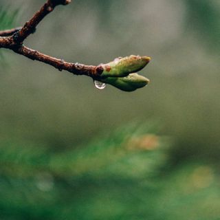 Skogsfredag, Avsnitt 57 - Om förädling av skogen och lågt till tak i avverkningsvolymen