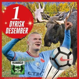 Dyrisk Desember 1: Elgen - skogens konge