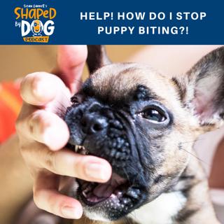 Help! How Do I STOP Puppy Biting?! #17