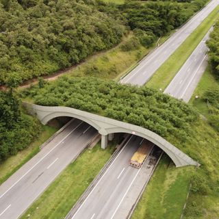Wildlife crossings are having a moment