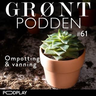 #61 Ompotting og vanning