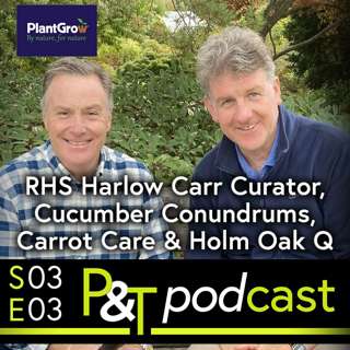 RHS Harlow Carr Curator Conversation, Cucumber Conundrum, Carrot Care & Holm Oak Q