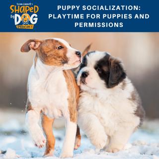 Puppy Socialization: Playtime For Puppies And Permissions #127