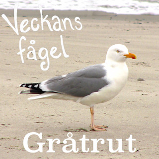 Gråtrut
