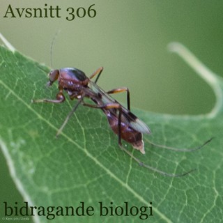 bidragande biologi – #306